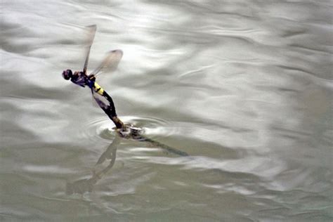 蜻蜓点水的原因 春光院 川上全龍